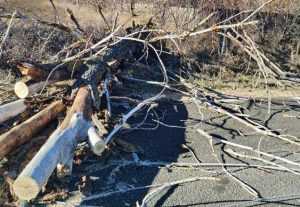 drum copac e1703333297664 - Copac căzut pe carosabil în Buzoiești!