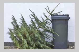 campanie brazi la Bradu