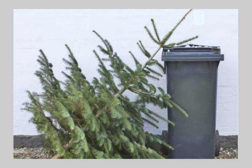 campanie brazi la Bradu campanie brazi la Bradu