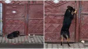 caine cluj - Un bărbat din Cluj care și-a abandonat câinele, a fost amendat cu 15.000 de lei!