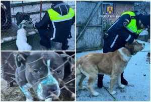 page 1 - Bărbat care organiza lupte de câini și a tăiat urechile unuia dintre animale, amendat cu 8.000 de lei