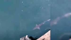 rechin tomis nord constanta - Rechin filmat în Portul Tomis din Constanța!