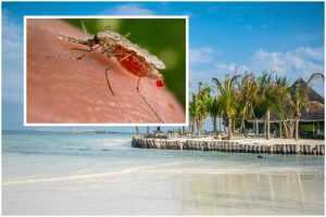 Ministerul Sănătății - Recomandări pentru turiștii români care se deplasează în zone tropicale 1 Ministerul Sănătății malarie