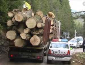 Acțiuni de combatere a delictelor silvice în Argeș. S-au dat amenzi de aproape 50.000 de lei în ultimele 4 zile 1 masina cu lemne