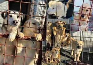 Sursă foto: Facebook Adăpostul de câini fără stăpân - Mioveni.