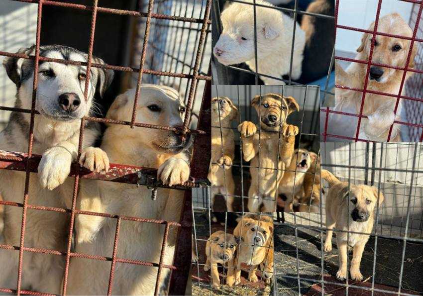 poza caini adapost mioveni Sursă foto: Facebook Adăpostul de câini fără stăpân - Mioveni.
