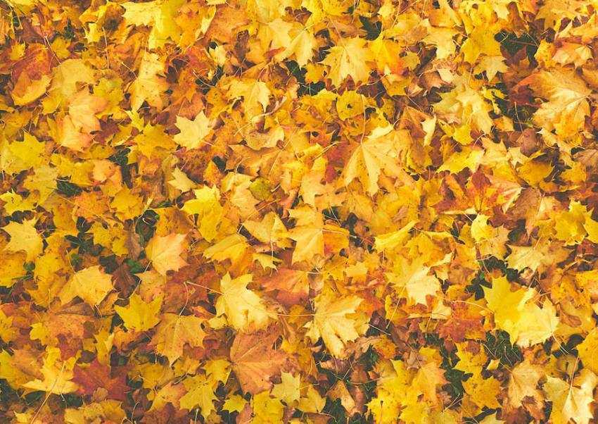 frunze Sursă foto: pexels.com