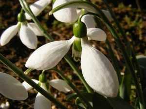 04fd83ad b243 427e 857d a72830b233af - Vreme atipică în prima lună de primăvară. Cum va fi vremea de 1 și 8 Martie?