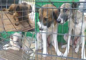 Sursă foto: Facebook Adăpostul De Câini Smeura – Aulim.ro.