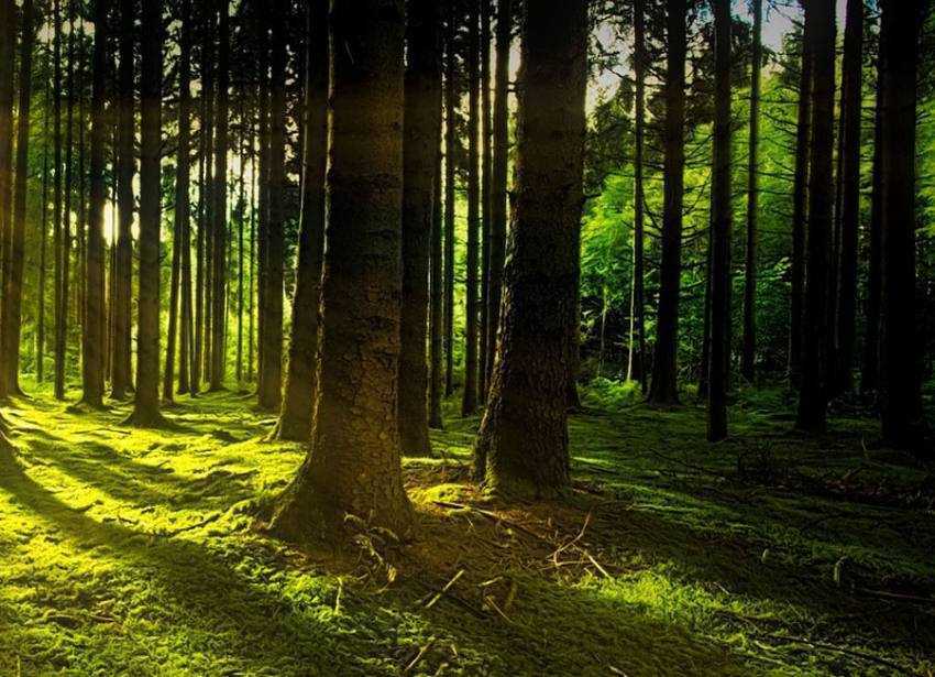 padure Sursă foot: pixabay.com