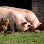 Sursă foto: Facebook Ministerul Agriculturii.