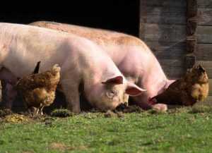 Bunăstarea animalelor. APIA primește cereri de plată 27 Sursă foto: Facebook Ministerul Agriculturii.