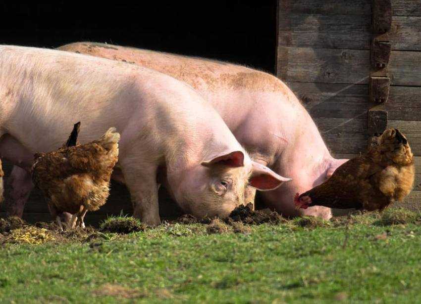 Sursă foto: Facebook Ministerul Agriculturii.