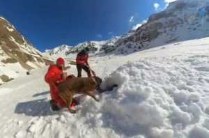 710188b7 5c0f 4c69 b3e6 3a5d800b048d - (VIDEO) Câini de avalanșă din întreaga țară-în stagiu de pregătire la Cabana Capra