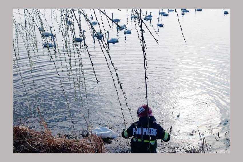 lebăda salvata Argeș lebăda salvata Argeș
