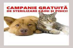 campanie animale la Bradu