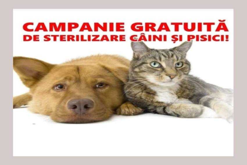 campanie animale la Bradu campanie animale la Bradu