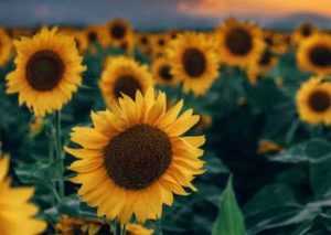 72ca6723 f3fb 4bb3 8b10 8a91b66574e9 - Cum a reușit un argeșean să câștige 120.000 de lei din înșelăciuni cu floarea-soarelui