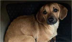 Mobilizare impresionantă pentru găsirea lui Patrocle, un câine pierdut în București! 14 mobilizare cautare caine pierdut bucuresti patrocle 893193 - Mobilizare impresionantă pentru găsirea lui Patrocle, un câine pierdut în București!