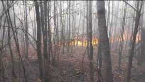 b6d379bf 3e24 4b9c affd 52172f23d92e - (VIDEO) Incendiu puternic de vegetaţie la Beleţi-Negreşti! Pompierii s-au luptat ore în șir cu flăcările