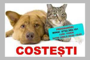 COSTEȘTI. Sterilizări gratuite pentru câini și pisici în data de 16 apilie 24 sterilizari la Costești