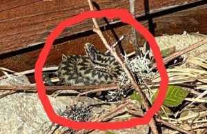 436417856 736192062053363 169597094165913548 n - Pericol pe traseele turistice! Au început să apară viperele