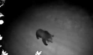 (VIDEO) Atenție locuitori! Un urs și mai mulți porci mistreți au fost văzuți în Albota! 1 URS - (VIDEO) Atenție locuitori! Un urs și mai mulți porci mistreți au fost văzuți în Albota!