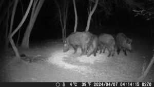 (VIDEO) Atenție locuitori! Un urs și mai mulți porci mistreți au fost văzuți în Albota! 1 porci - (VIDEO) Atenție locuitori! Un urs și mai mulți porci mistreți au fost văzuți în Albota!