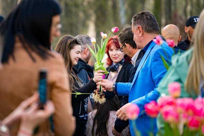 PITEȘTI. 20 000 de bulbi de lalea oferiți în dar de municipalitate 1 bulbi lalele pitesteni