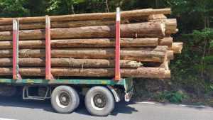 Argeș: Un tânăr de 22 de ani a fost prins transportând ilegal lemne de peste 10.000 de lei! 22 lemne