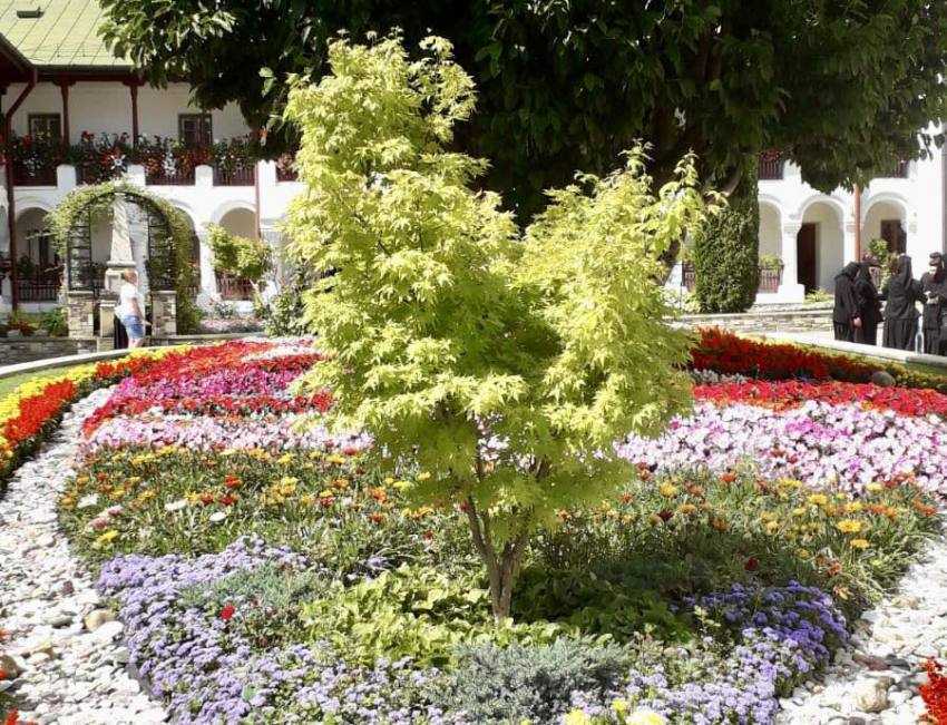 Adrian Miutescu de florii Sursă foto: Facebook Adrian Miuțescu.