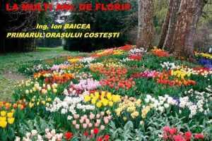 Ion Baicea de Florii