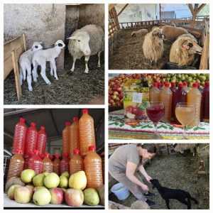 colaj oi micesti - Miel cu 40 lei/kg! Alături de pastramă, vin de casă și sucuri naturale produse la Micești