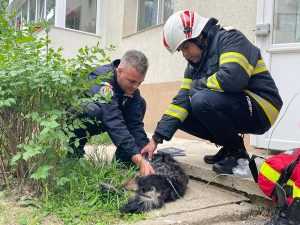 Cățel resuscitat după incendiul din Pitești provocat de o lumânare care ardea încă de la Înviere 14 incendiu Pitești ISU Argeș