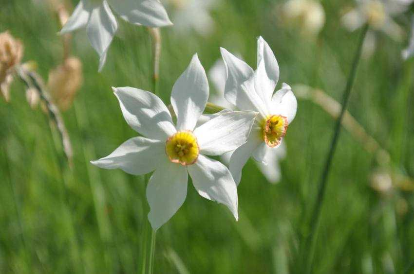 narcise negrasi flori Sursă foto: Facebook Consiliul Județean Argeș.