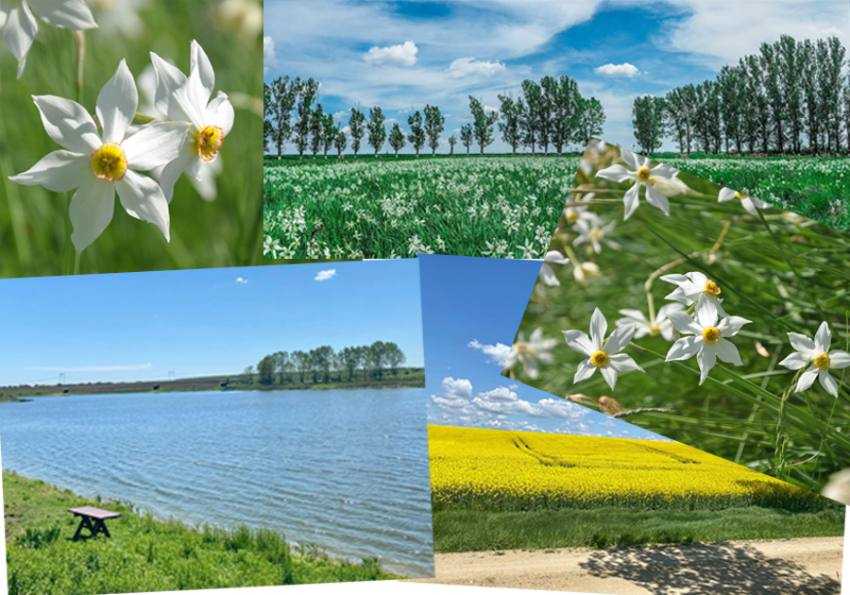 sarbatoarea narciselor negrasi1 Sursă foto: Facebook Consiliul Județean Argeș.