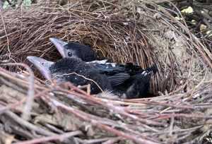 WhatsApp Image 2024 05 13 at 09.23.24 1 - Fiecare viață contează! Pui de coțofană salvați de pompierii argeșeni