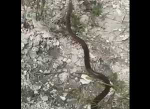 Panică pentru o familie din Vâlcea. S-au trezit cu musafirul nepoftit în baie 10 ANIMAL SARPE - Panică pentru o familie din Vâlcea. S-au trezit cu musafirul nepoftit în baie