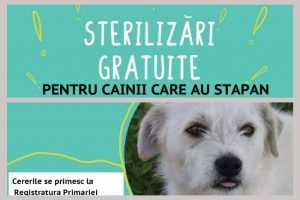 La Topoloveni. Campanie sterilizare gratuită pentru câinii care au stăpâni 1 Campanie la Topoloveni