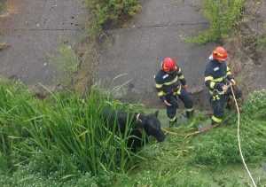 9c26f458 af22 4794 9fd1 b84e54c7637c - Bovină salvată de pompierii argeșeni, după ce a rămas blocată într-un canal de scurgere a apei