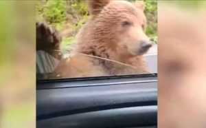 Gest inconștient al unui turist pe Transfăgărășan. A chemat un urs la mașină 5 92dd39ad 4446 4b03 9bff ee25ba42554a - Gest inconștient al unui turist pe Transfăgărășan. A chemat un urs la mașină
