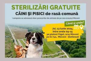 O nouă campanie de sterilizări gratuite a animalelor anunțată la Mioveni 1 sterilizari la Mioveni