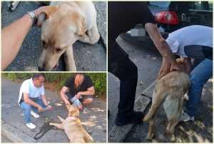 page 2 - Câine salvat de polițiștii locali piteșteni