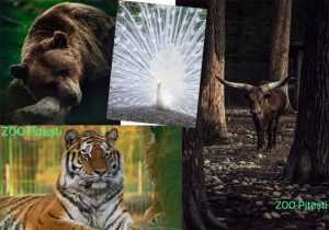 Zoo Pitești - deschisă spre vizitare, în a doua zi de Rusalii! 1 Sursă foto: Facebook Primăria MUnicipiului Pitești.