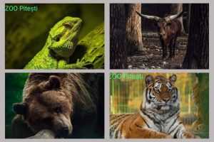 Programul de vizitare al Grădinii Zoologice Pitești s-a modificat 1 Zoo Pitești