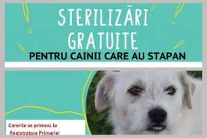 Untitled Project 1 - Sterilizări gratuite pentru câinii care au stăpân la Topoloveni