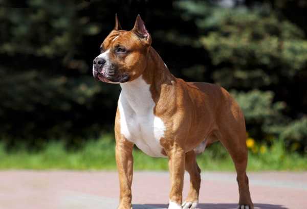 Amstaff-Rasa-Caine