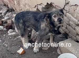 cats - (VIDEO) Acum, în Argeș! Bărbat omorât de câinele vecinei!
