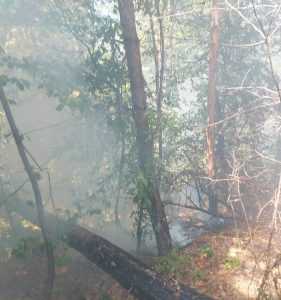 ACUM! Trei incendii de vegetație în Argeș! 2 64894f0c 3e28 4d65 b043 83a33e41e60f - ACUM! Trei incendii de vegetație în Argeș!