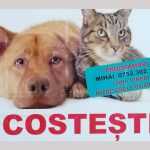 sterilizari la Costești